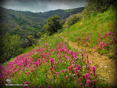 Badger Gap Trail wildflowers