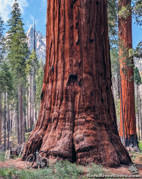 George Bush Tree