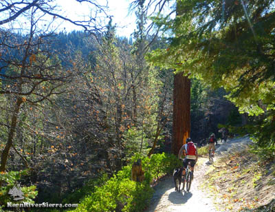 Mountain biking sequoias
