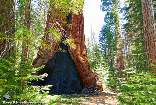 Giant Sequoia on Freeman Creek Trail