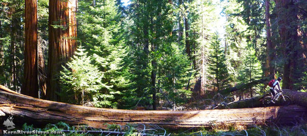 Mountain biking among Giant Sequoias