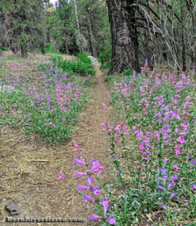 Portuguese Pass Trail North