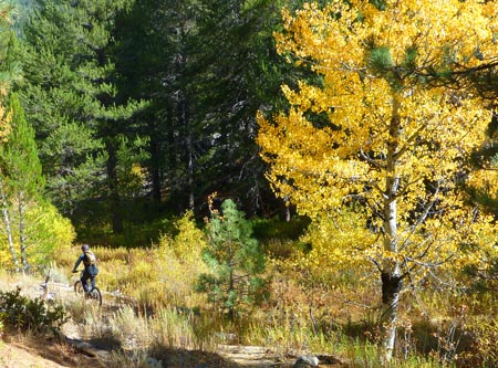 Fall at Salmon Creek