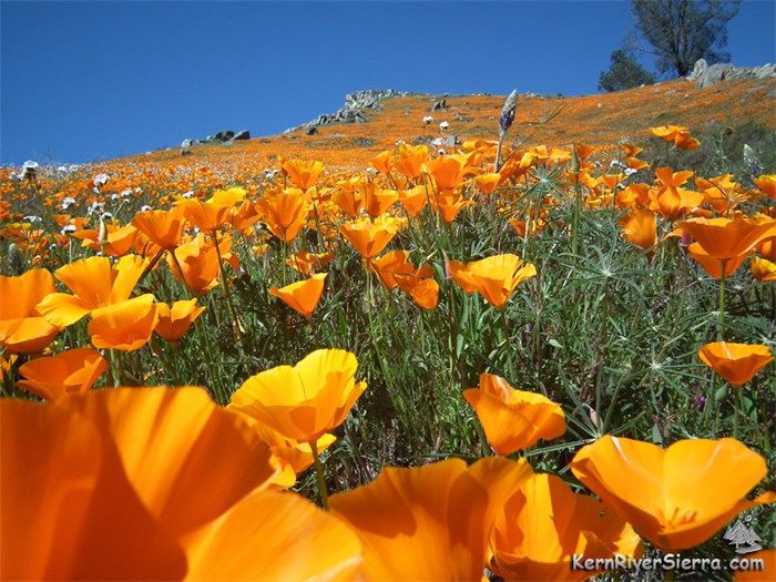 2019WildflowersKRS