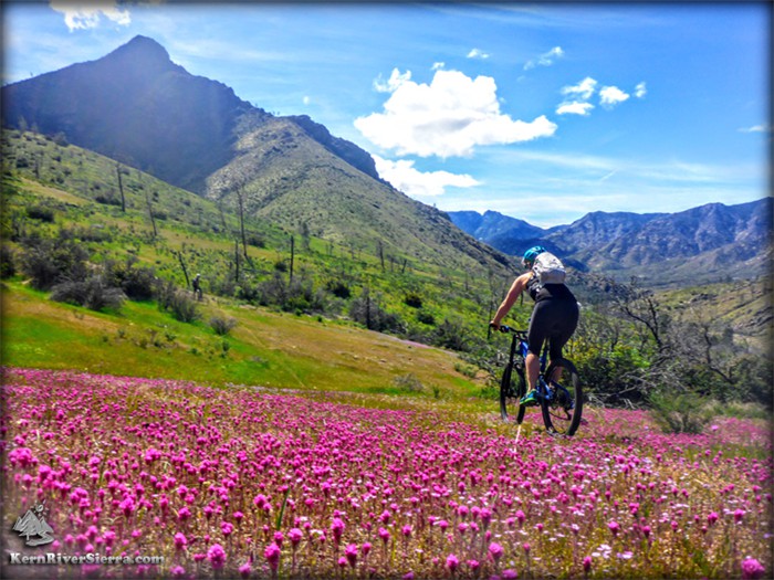 Bike_Flowers