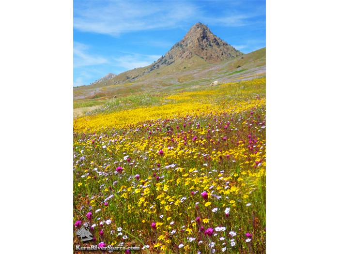 ForebayFlowers2