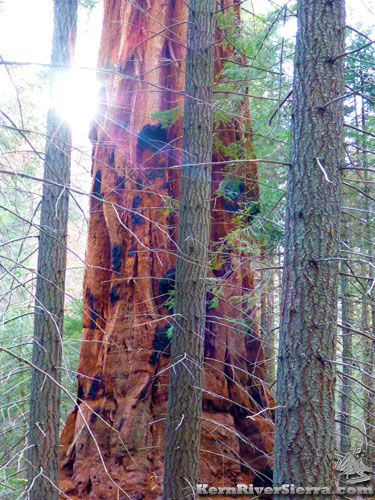Freeman Creek Sequoia Grove