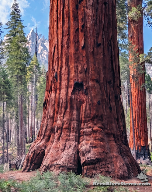 George Bush Tree