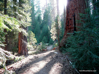 Giant Sequoias