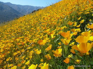 Wildflowers