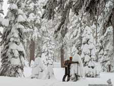 Hugging a snowy tree in the Greenhorn Mountains