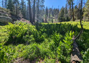 Portuguese Trail meadow