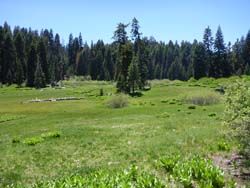 Frog Meadow