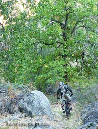 Near the Creek Crossing on Tobias Trail