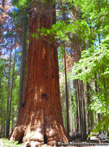 George Bush Tree