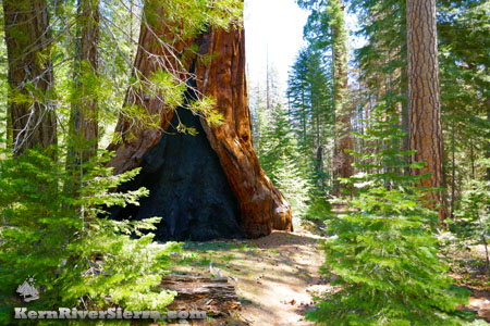 Giant Seuqoia next to the trail