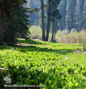 Freeman Meadow 
