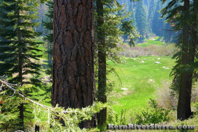 Freeman Meadow