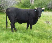 Cow on Mill Creek Trail