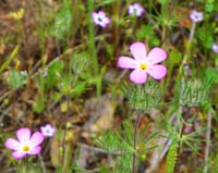 Mill Creek Flower