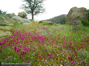 Near a summit on Mill Creek Trail, Wildflowers