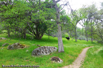 Mill Creek Trail near Lake Isabella below Breckinridge Mtn