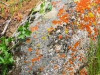 Lichen and moss at Mill Creek