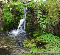 Mill Creek Lillies