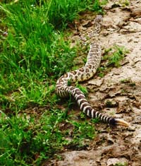 Watch for rattlesnakes!