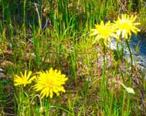 Patch Corner Trail Flowers