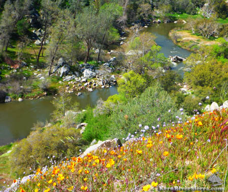 Patch Corner Trail Flowers