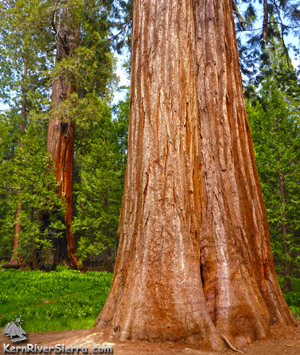 Trail of 100 Giants in Sequoia National Forest